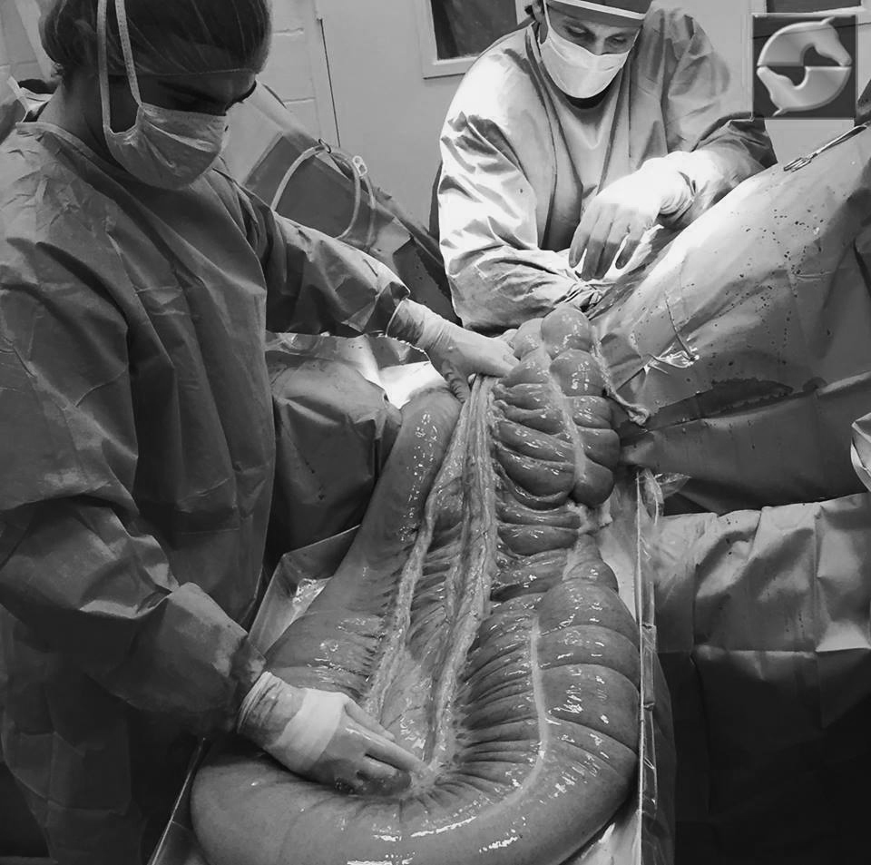 Colic Surgery Weston Davis Equine Surgery