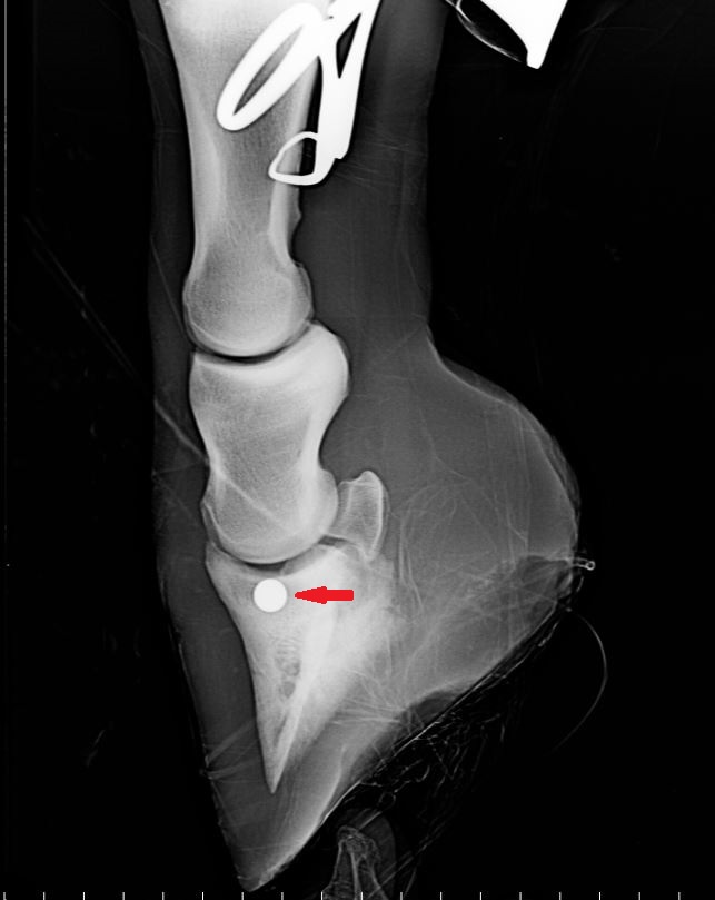 screw placed within hoof capsule Weston Davis Equine Surgery